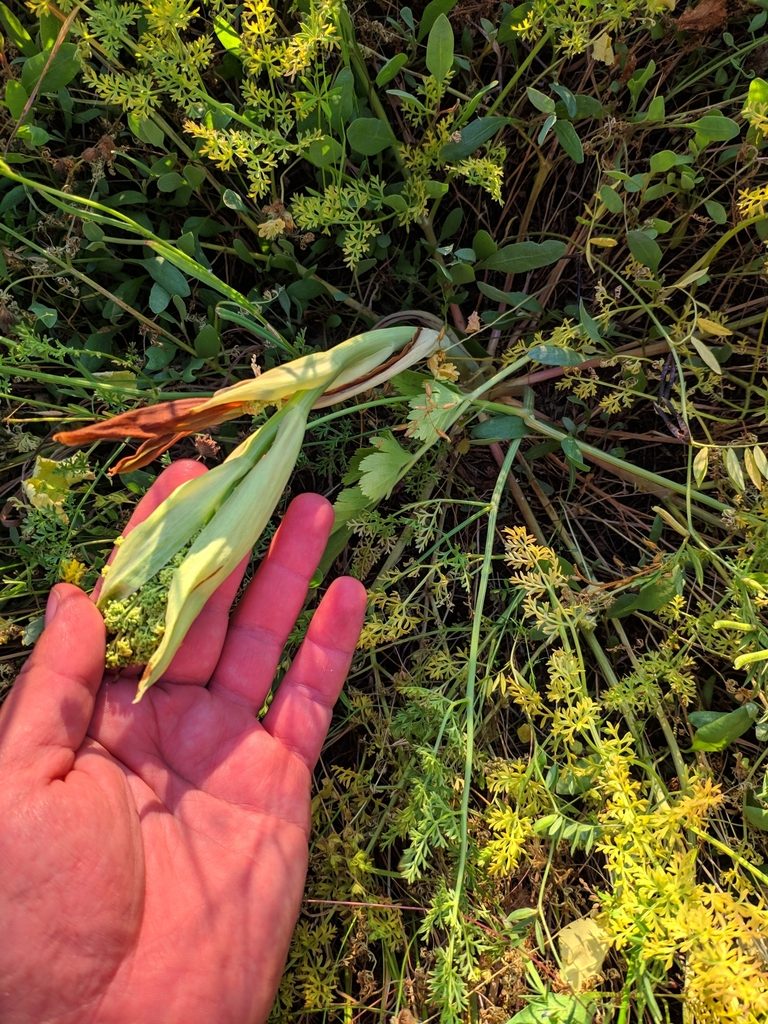 Ferula euxina, photographed by Denys Vynokurov