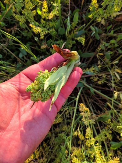 Ferula euxina, photographed by Denys Vynokurov