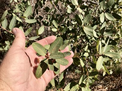 Quercus oblongifolia, photographed by CK2AZ