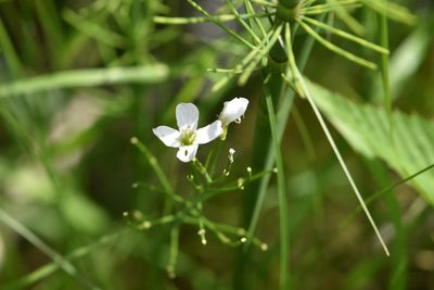 Cardamine dentata, photographed by Марина Садыкова