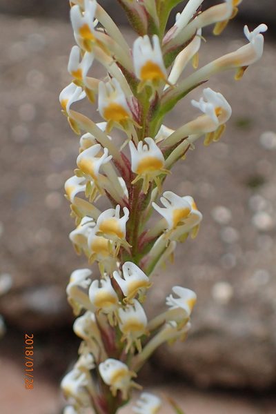 Hebenstretia dura, photographed by Peter Warren