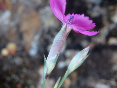 Dianthus lusitanus, photographed by Carminda Santos