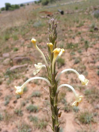 Chascanum hederaceum, photographed by Andrew Deacon