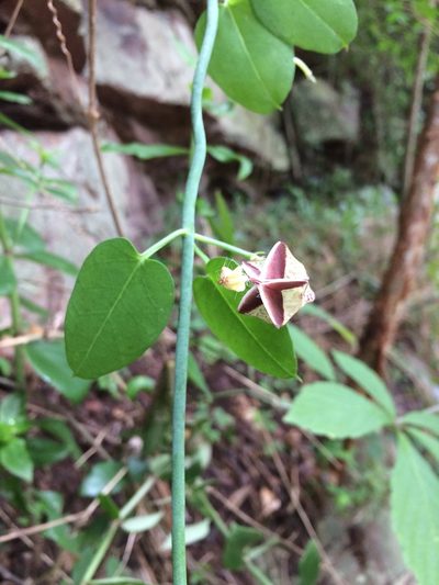 Ceropegia distincta, photographed by Sunčana Bradley