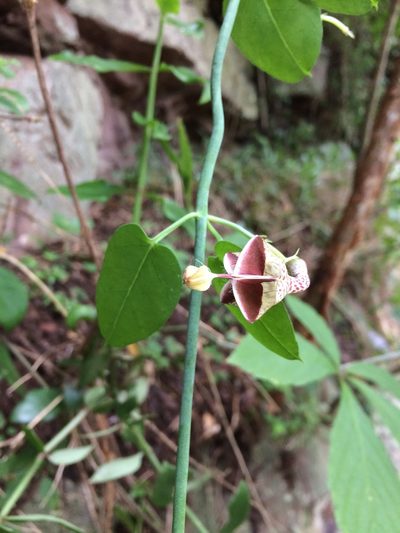 Ceropegia distincta, photographed by Sunčana Bradley