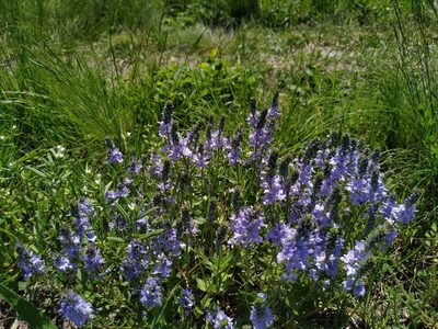 Veronica austriaca, photographed by Богдан Кученко