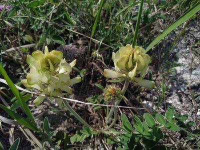 Hedysarum grandiflorum, photographed by Богдан Кученко