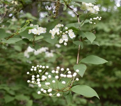 Deutzia parviflora, photographed by Repina Tatyana