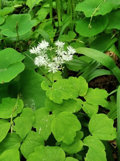 Thalictrum filamentosum, photographed by Repina Tatyana