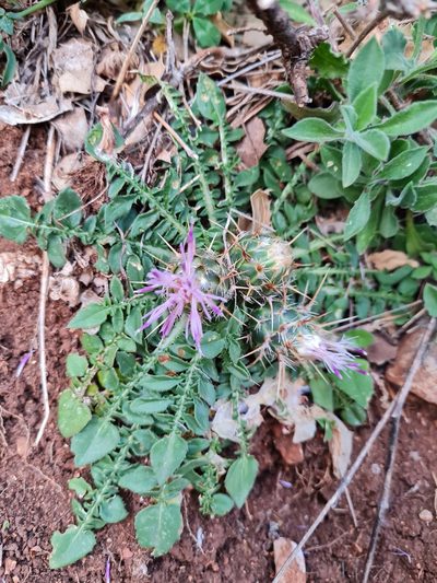 Centaurea raphanina, photographed by Marina_Giann