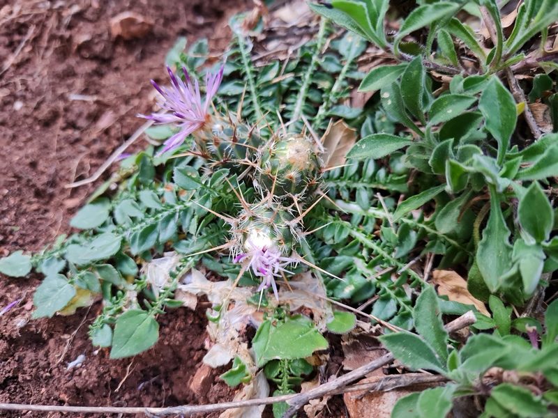 Centaurea raphanina, photographed by Marina_Giann