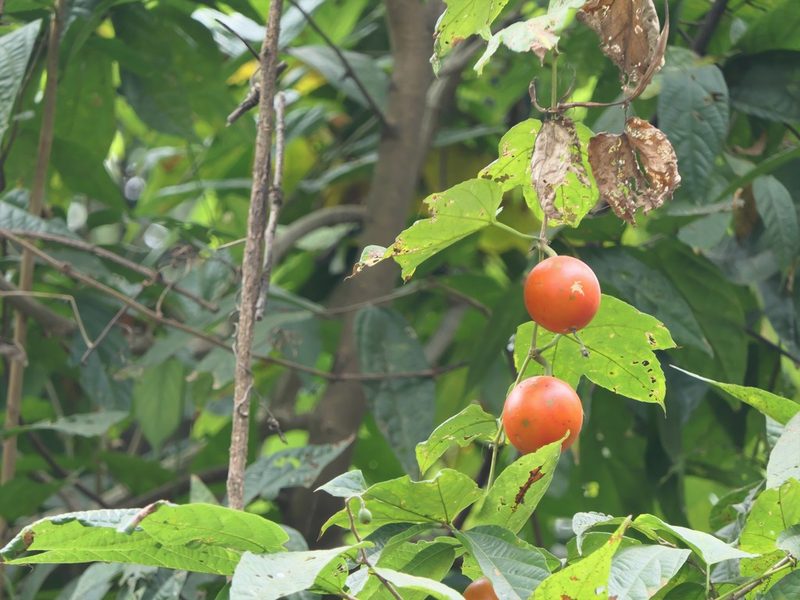 Trichosanthes bracteata, photographed by Dinesh Valke