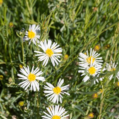 Minuria leptophylla, photographed by Kym Nicolson