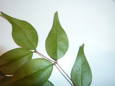Syzygium luehmannii, photographed by Tony van Kampen