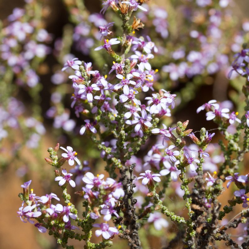 Olearia lanuginosa, photographed by Kym Nicolson