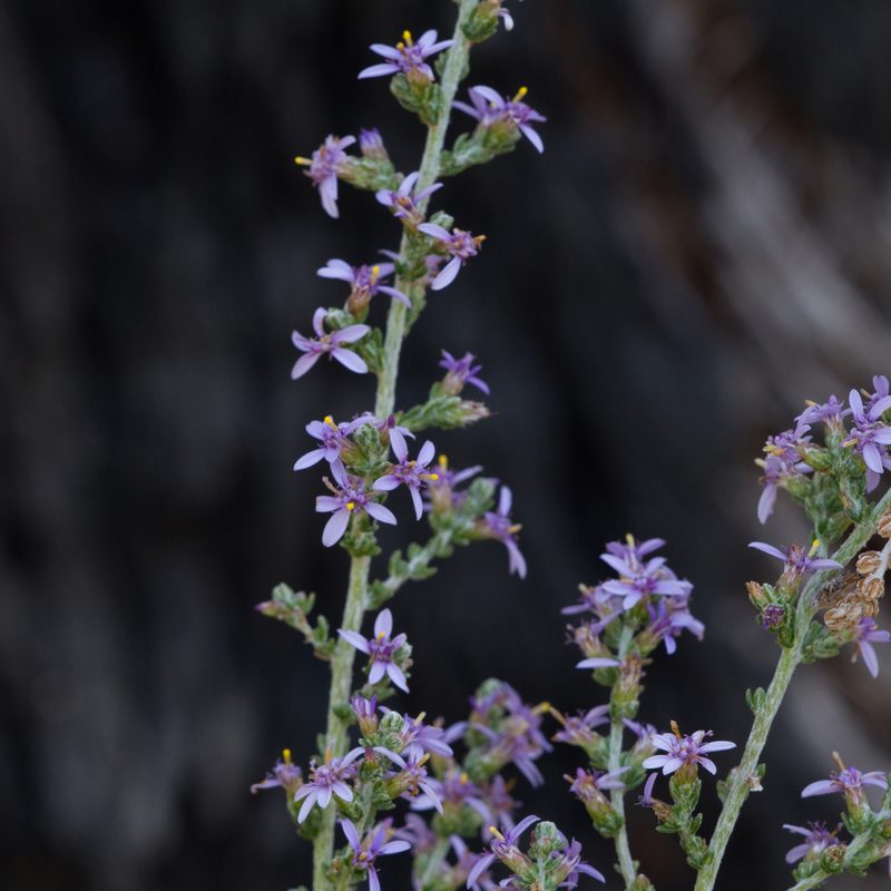 Olearia floribunda, photographed by Kym Nicolson