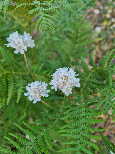 Armeria canescens, photographed by Marina_Giann