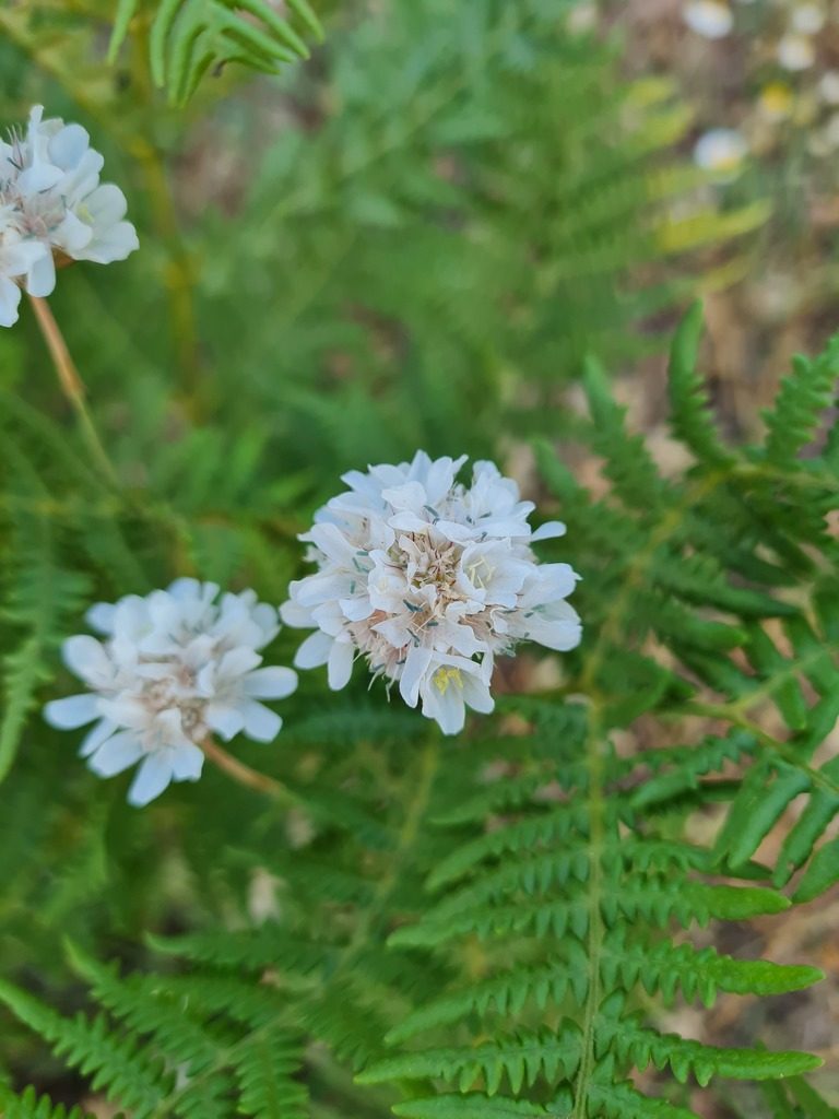 Armeria canescens, photographed by Marina_Giann
