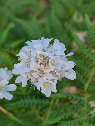 Armeria canescens, photographed by Marina_Giann