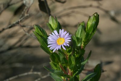 Olearia rudis, photographed by Kym Nicolson