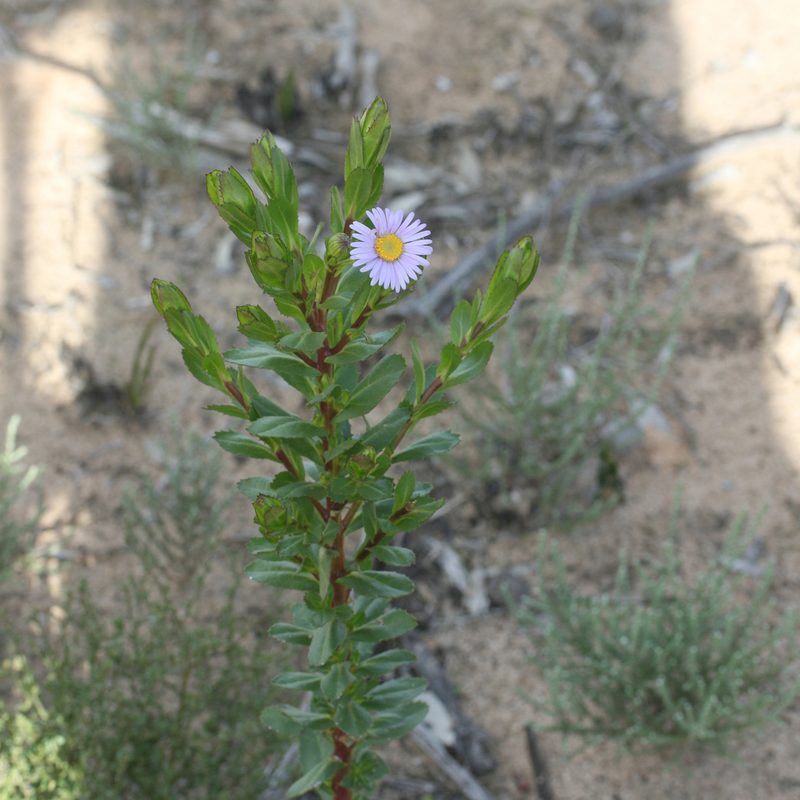 Olearia rudis, photographed by Kym Nicolson