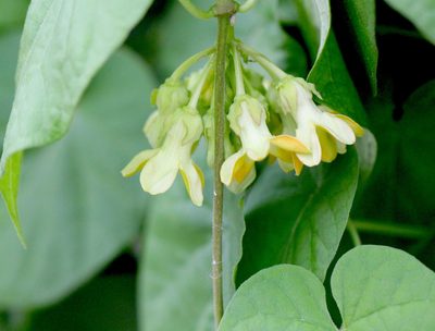 Telosma cordata, photographed by Agnes Trekker