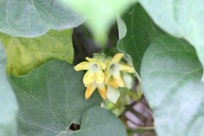 Telosma cordata, photographed by Agnes Trekker
