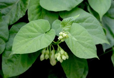 Telosma cordata, photographed by Agnes Trekker