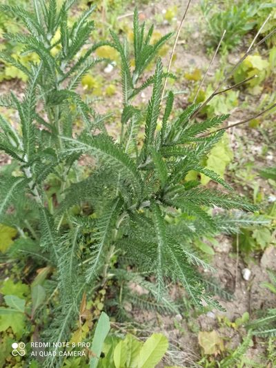 Achillea seidlii, photographed by Radosław Puchałka