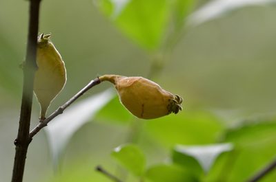 Chimonanthus praecox, photographed by Zinogre