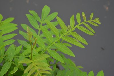 Pterocarya stenoptera, photographed by Zinogre