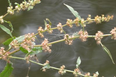 Rumex dentatus, photographed by Zinogre