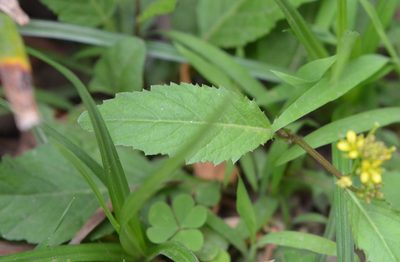 Rorippa indica, photographed by Zinogre