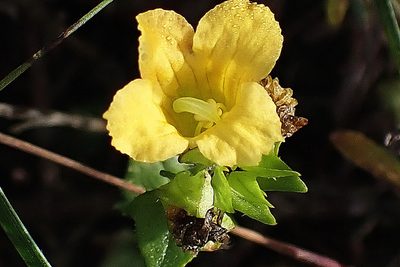 Alectra sessiliflora, photographed by Di Turner