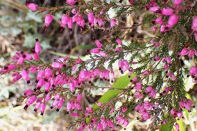 Erica nutans, photographed by Di Turner