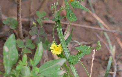 Crepidiastrum sonchifolium, photographed by Zinogre