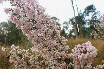 Erica scabriuscula, photographed by Di Turner