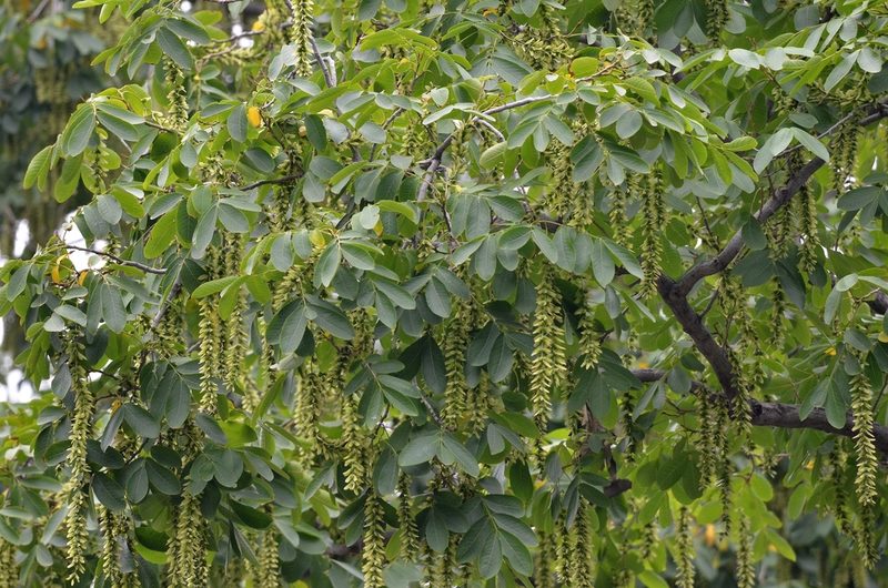 Pterocarya stenoptera, photographed by Zinogre