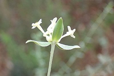 Gnidia virescens, photographed by Di Turner