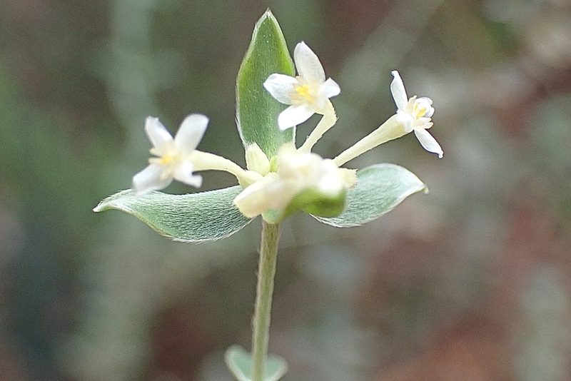 Gnidia virescens, photographed by Di Turner