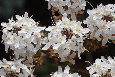 Pseudoselago outeniquensis, photographed by Di Turner