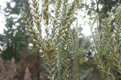 Struthiola hirsuta, photographed by Di Turner