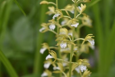 Oreorchis patens, photographed by Repina Tatyana