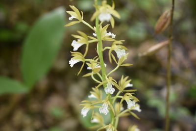Oreorchis patens, photographed by Repina Tatyana
