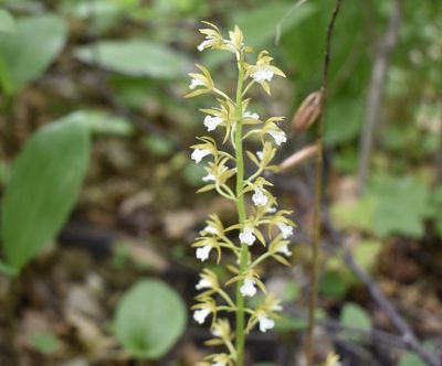Oreorchis patens, photographed by Repina Tatyana