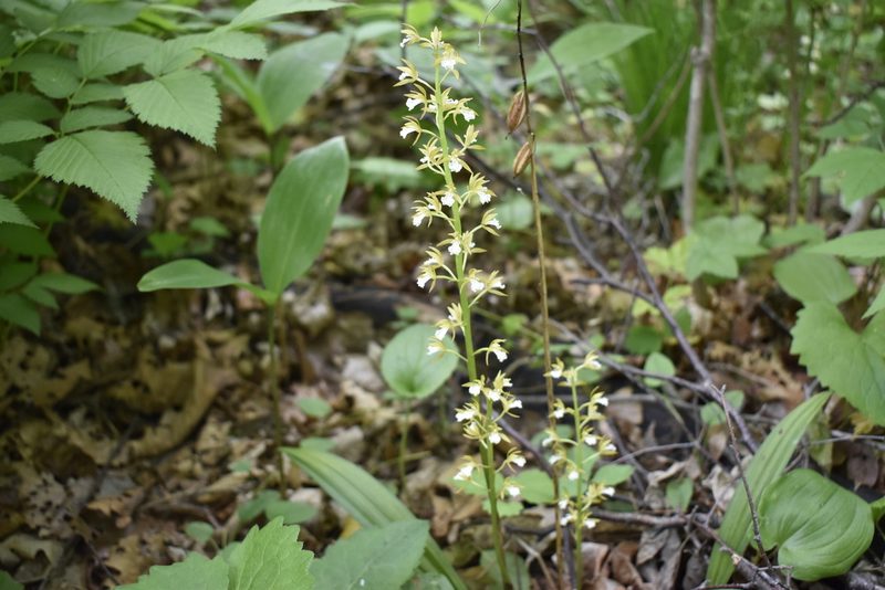 Oreorchis patens, photographed by Repina Tatyana