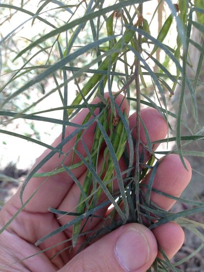 Acacia cognata, photographed by Ken-ichi Ueda
