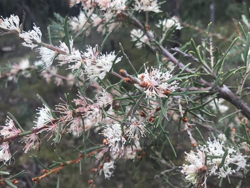 Hakea varia, photographed by Ann Bentley
