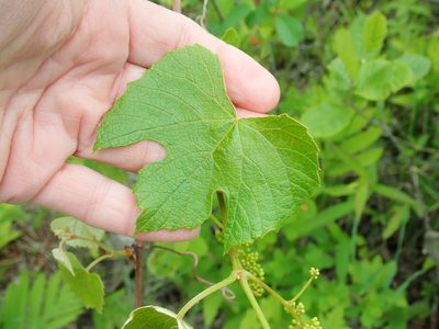 Vitis labrusca, photographed by Lynn Harper