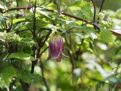 Clematis japonica, photographed by Yoshimasa Uchiyama
